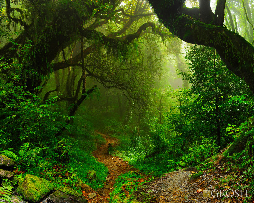 Rainforest Pop-Up Drop Backdrop - Grosh Backdrops