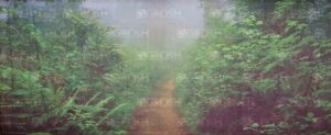 Photorealistic Fern Forest Backdrop