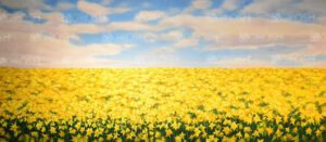 Daffodil Field Backdrop