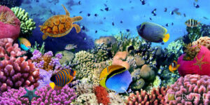 Colorful Underwater Scene Backdrop